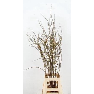 CHAENOMELES JAPONICA PINK 080CM