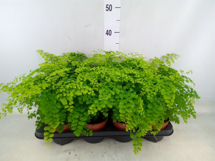 <h4>Adiantum raddi. 'Fragrans'</h4>