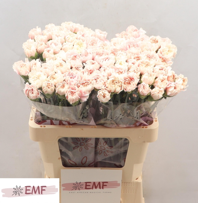 <h4>DI ST ALTAIR</h4>