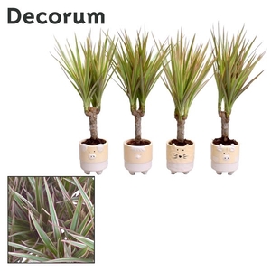 Dracaena Bicolor op stam in Tommy keramiek (Decorum)