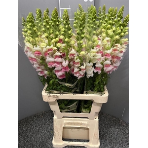 Antir Poto Plumblossem