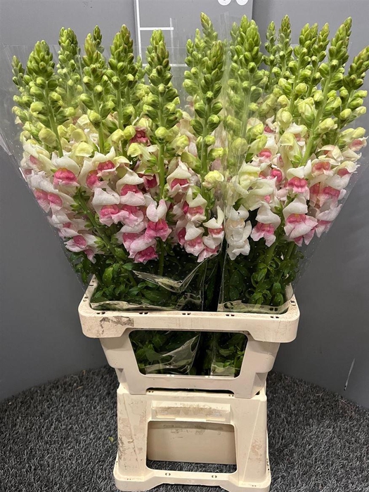 <h4>Antir Poto Appleblossom</h4>