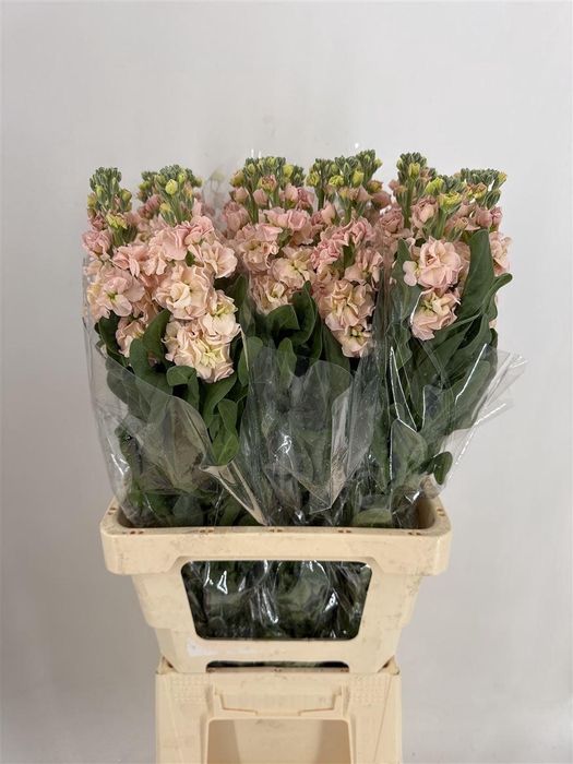 <h4>MATTH APRICOT</h4>