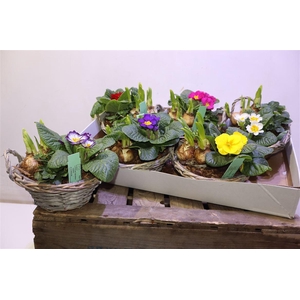 Arr Tuinpl In Chipwood Mand