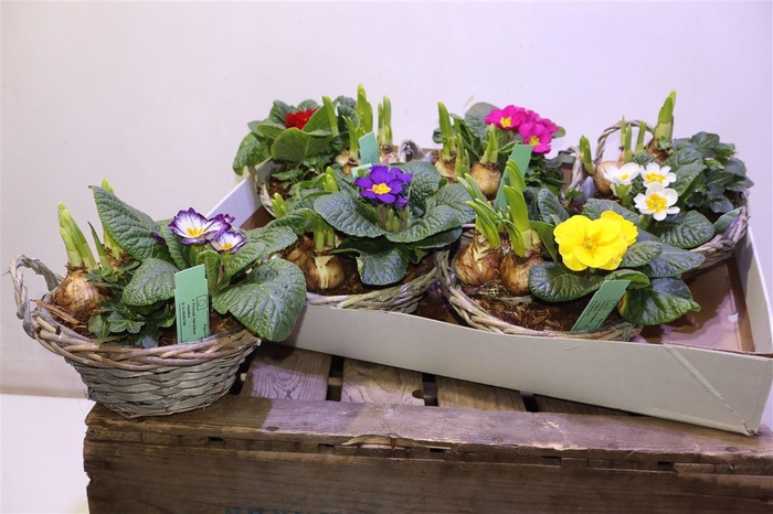 <h4>Arr Tuinpl In Chipwood Mand</h4>