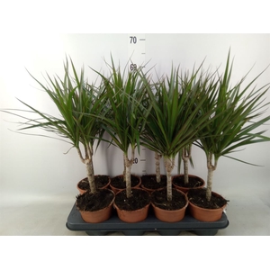 Dracaena marg.