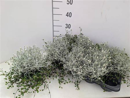 <h4>Leucoph Comp Silver</h4>