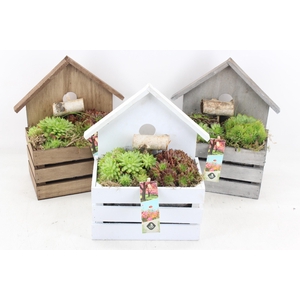 arr4 Semp JS - Vogel huisje hout 338/5