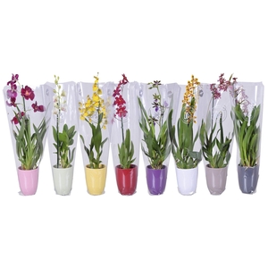 Orchideeën Gemengd 1 Tak Keramiek Hoes Morelips