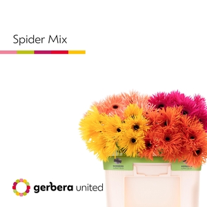 Gerbera Spider Mix Spider Water