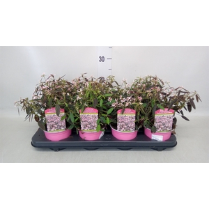 Euphorbia pulc. 'Winter Rose Pink'