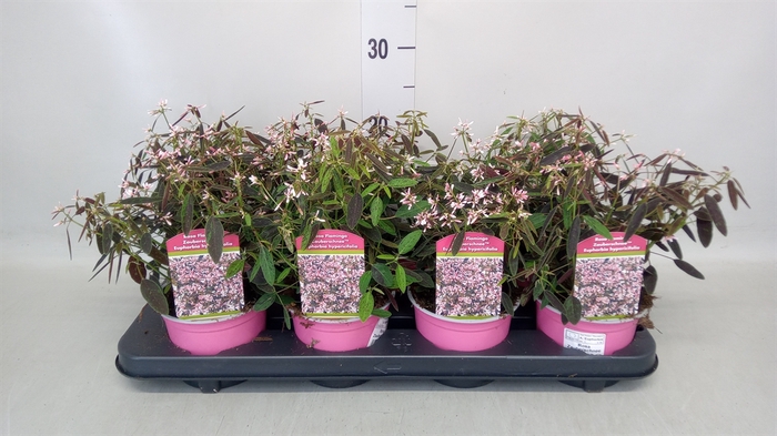 <h4>Euphorbia pulc. 'Winter Rose Pink'</h4>