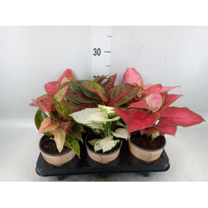 Aglaonema   ...mix