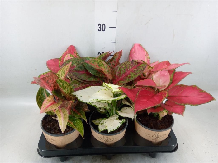<h4>Aglaonema   ...mix</h4>