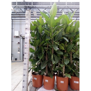 Ficus benghalensis 'Joy'