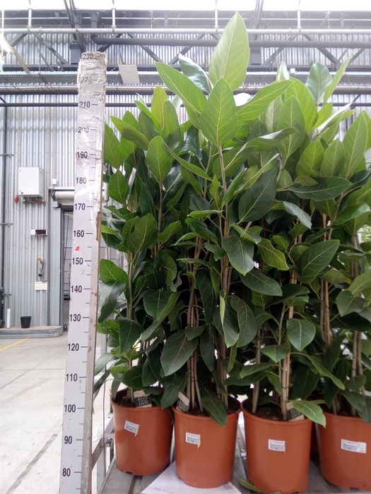<h4>Ficus benghalensis 'Joy'</h4>