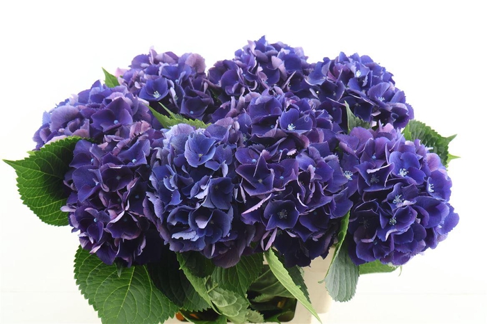 <h4>Hydr M Royal King 60-18</h4>