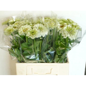 ZINNIA LILL WHITE