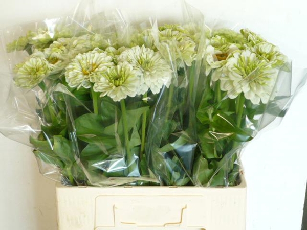 ZINNIA LILL WHITE