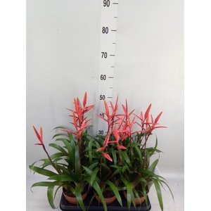 Vriesea  'Elan'
