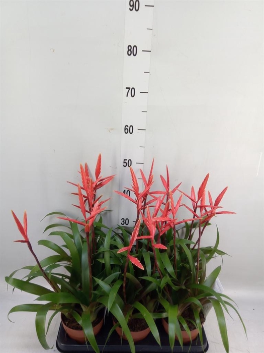 <h4>Vriesea  'Elan'</h4>