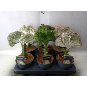Euphorbia lactea 'Cristata'