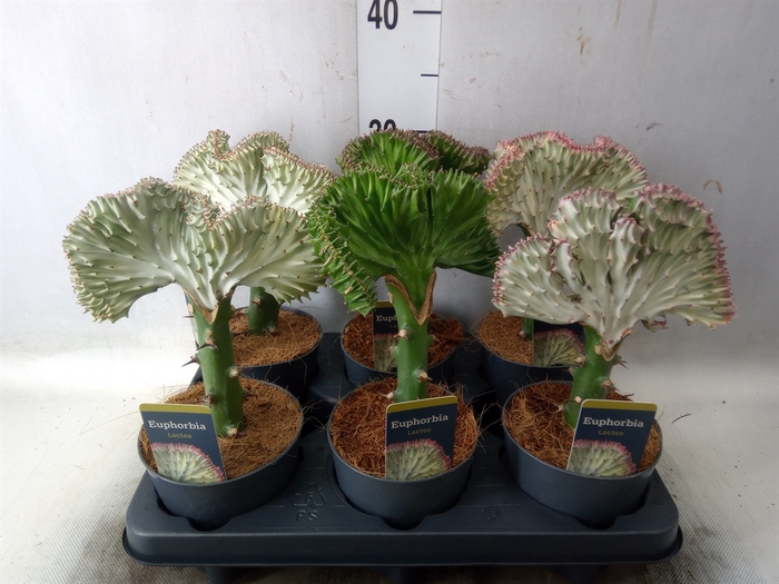 <h4>Euphorbia lactea 'Cristata'</h4>