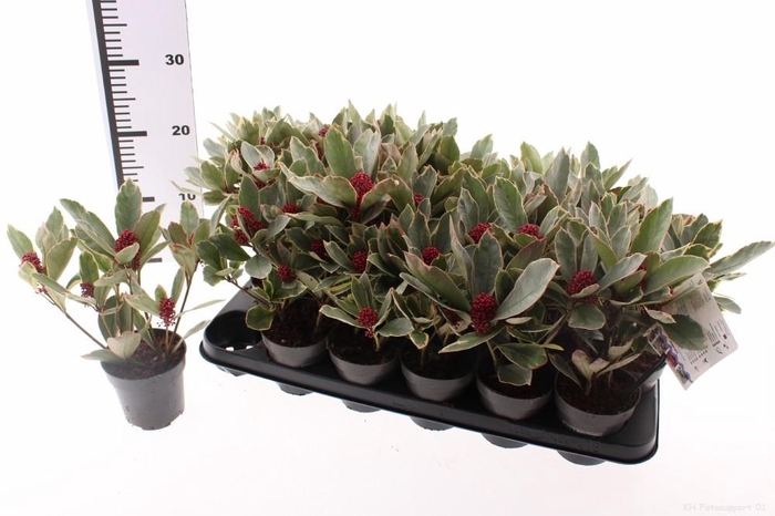 <h4>SKIM J PEROSA</h4>