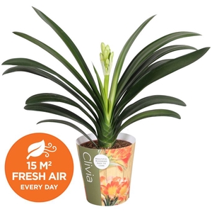 Clivia Miniata Potcover