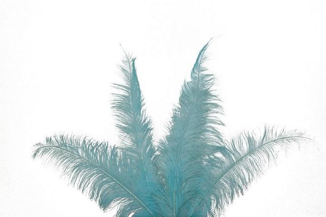 <h4>Feather ostrich blue light 5st/bunch</h4>