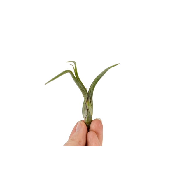 <h4>Tillandsia bailey Bonsai (baby)</h4>