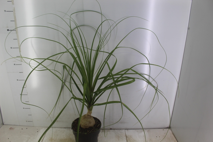 <h4>BEAUCARNEA P17</h4>