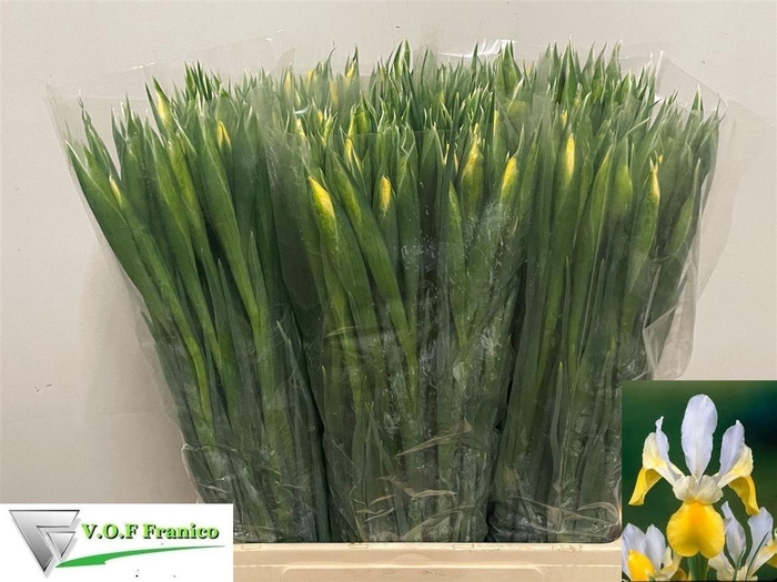 <h4>Iris Apollo</h4>