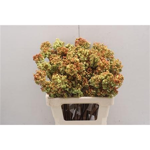 Bessen Green/orange