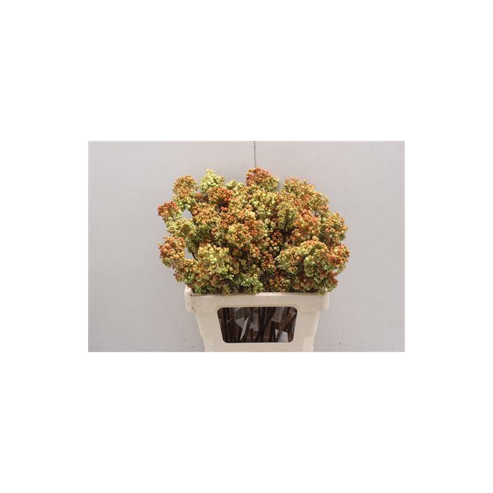 <h4>Bessen Green/orange</h4>