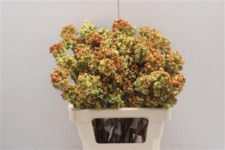 <h4>Bessen Green/orange</h4>