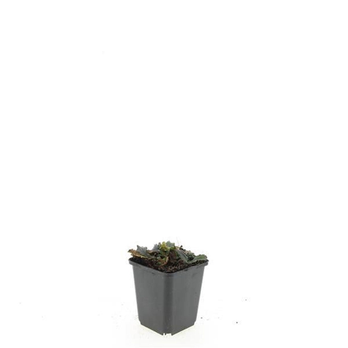 Ajuga