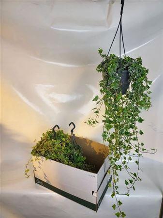 <h4>Hed He White Wonder</h4>