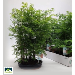 BONSAI OV