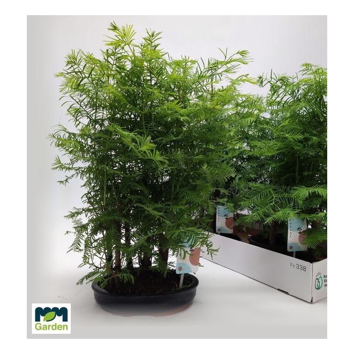 <h4>BONSAI OV</h4>
