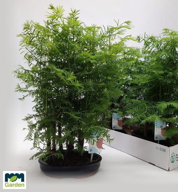 BONSAI OV