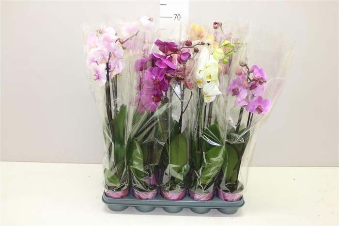 <h4>Phal Gemengd 2 Tak Basic</h4>