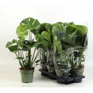 Monstera deliciosa 17Ø 70cm 3pp
