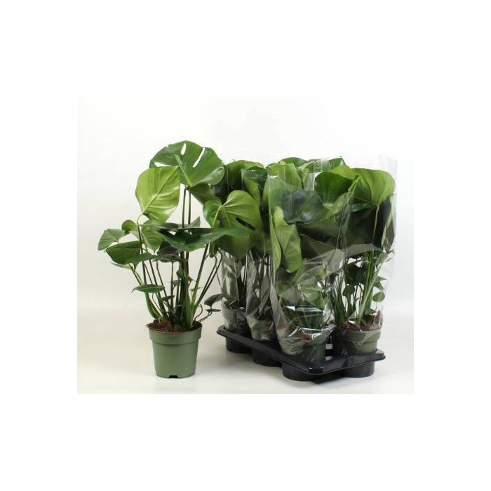 <h4>Monstera deliciosa 17Ø 70cm 3pp</h4>