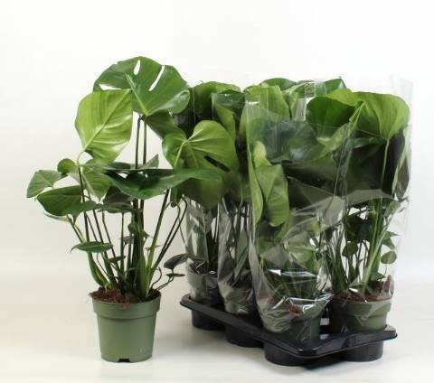 Monstera deliciosa 17Ø 70cm 3pp