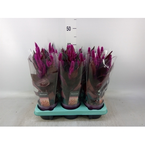 Celosia spic. 'Mystic Shades'