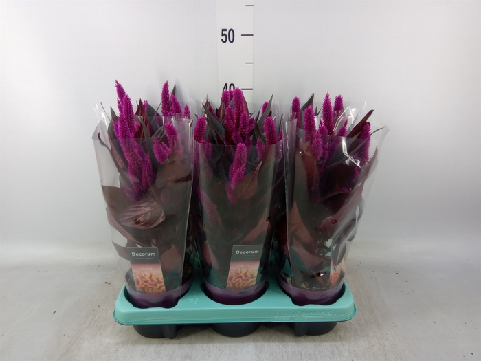 <h4>Celosia spic. 'Mystic Shades'</h4>