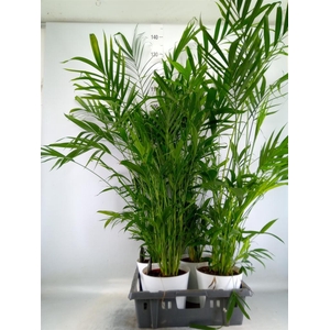 Chamaedorea cataractarum