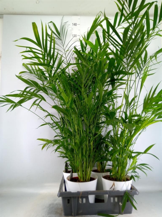 <h4>Chamaedorea cataractarum</h4>