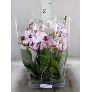 Phalaenopsis  'Cadi'